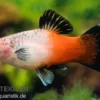Showa Tricolor Platy, Xiphophorus maculatus