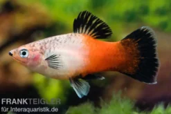 Showa Tricolor Platy, Xiphophorus maculatus