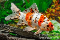 Shubunkin blue, Carassius auratus (Kaltwasser), Größe 4-6 cm