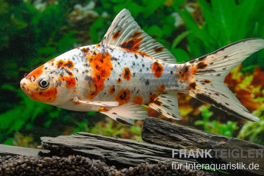 Shubunkin blue, Carassius auratus (Kaltwasser), Größe 4-6 cm