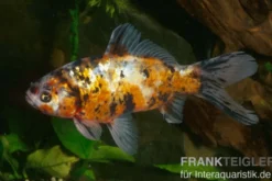 Shubunkin blue, Carassius auratus (Kaltwasser), Größe 4-6 cm