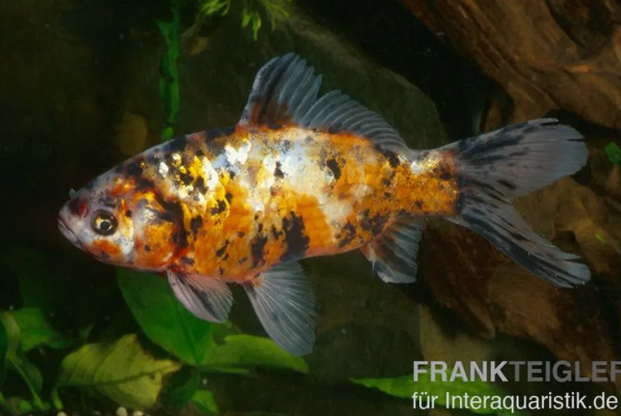 Shubunkin blue, Carassius auratus (Kaltwasser), Größe 4-6 cm