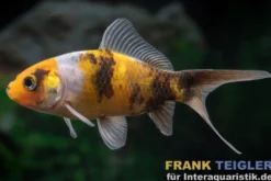Shubunkin gelbschwarz, Carassius auratus (Kaltwasser)