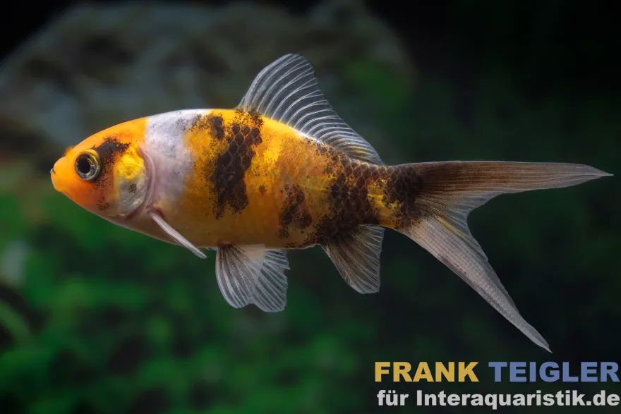 Shubunkin gelbschwarz, Carassius auratus (Kaltwasser)