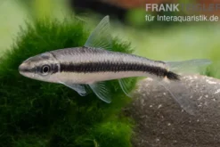 Siamesischer Algenfresser, Crossocheilus siamensis