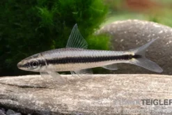 Siamesischer Algenfresser, Crossocheilus siamensis
