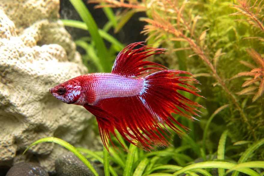 Siamesischer Kampffisch „Crowntail Pink-Violet, Männchen“, Betta splendens, ca. 4,0-6,0 cm