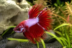 Siamesischer Kampffisch „Crowntail Pink-Violet, Männchen“, Betta splendens, ca. 4,0-6,0 cm