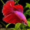 Siamesischer Kampffisch „Halfmoon Pink, Männchen“, Betta splendens, ca. 4,0-6,0 cm
