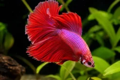 Siamesischer Kampffisch „Halfmoon Pink, Männchen“, Betta splendens, ca. 4,0-6,0 cm