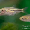 Siamesischer Zwergbärbling, Trigonostigma somphongsi (Minifisch)