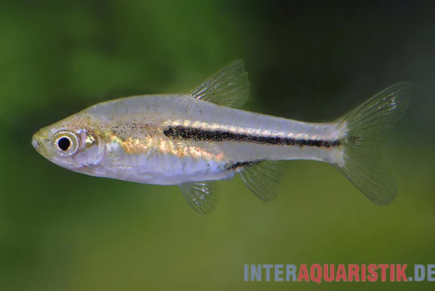 Siamesischer Zwergbärbling, Trigonostigma somphongsi (Minifisch)