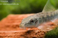 Siamesische Saugschmerle, Gyrinocheilus aymonieri