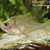 Siam Glasbarsch, Parambassis siamensis