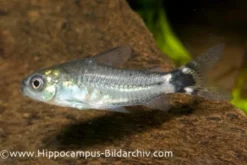 Sichelfleck-Zwergpanzerwels, Corydoras hastatus (Minifisch)