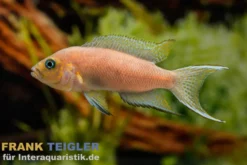 Sichelschwanzbuntbarsch, Lamprologus falcicula, 4-5 cm