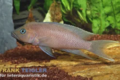 Sichelschwanzbuntbarsch, Lamprologus falcicula, 4-5 cm