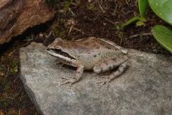 Sierra-Laubfrosch, Pseudacris sierra