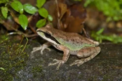 Sierra-Laubfrosch, Pseudacris sierra