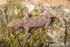 Sierra Leone Mauergecko, Tarentola parvicarinata