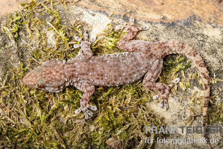 Sierra Leone Mauergecko, Tarentola parvicarinata