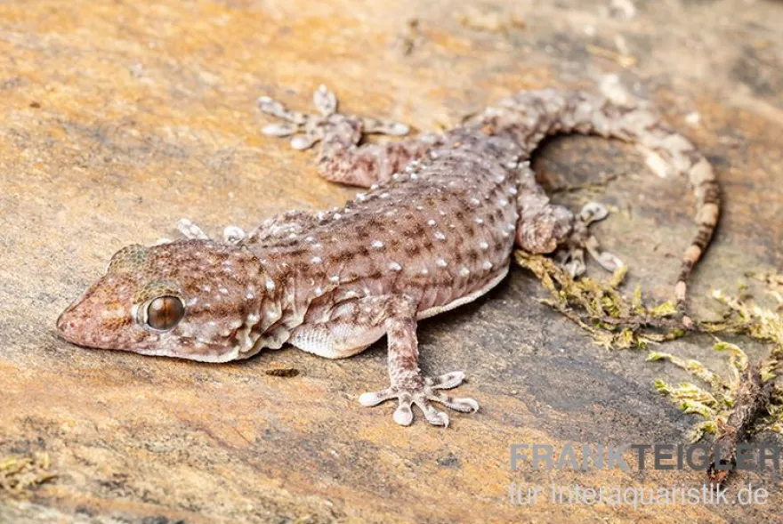 Sierra Leone Mauergecko, Tarentola parvicarinata