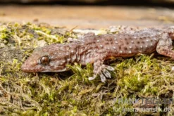 Sierra Leone Mauergecko, Tarentola parvicarinata