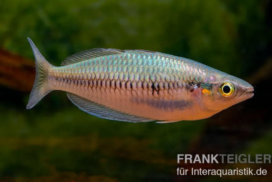 Sikuensis-Regenbogenfisch, Melanotaenia sikuensis, DNZ, 6-9 cm
