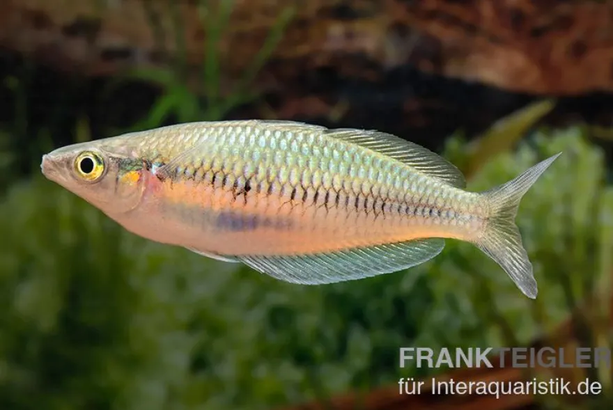 Sikuensis-Regenbogenfisch, Melanotaenia sikuensis, DNZ, 6-9 cm