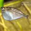 Silberbeilbauch, Gasteropelecus sternicla