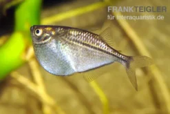 Silberbeilbauch, Gasteropelecus sternicla