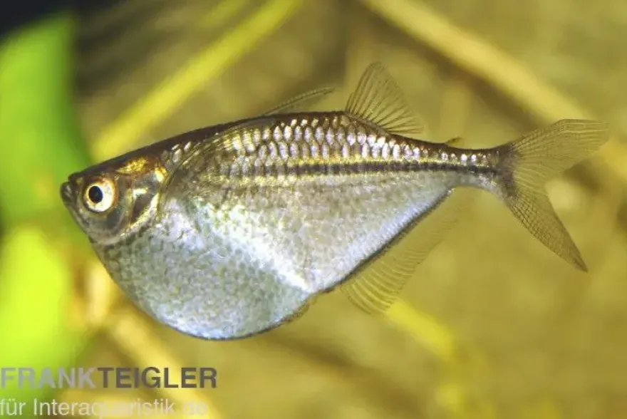 Silberbeilbauch, Gasteropelecus sternicla