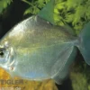 Silberdollar Scheibensalmler, Metynnis argenteus, 4-8 cm