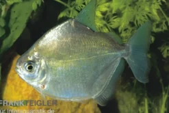 Silberdollar Scheibensalmler, Metynnis argenteus, 4-8 cm