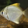 Silberflossenblatt, Monodactylus argenteus, 5-6 cm
