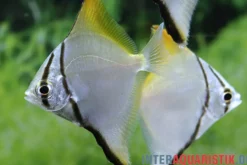 Silberflossenblatt, Monodactylus argenteus, 5-6 cm