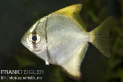 Silberflossenblatt, Monodactylus argenteus, 5-6 cm