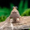 Silberlinien-Schlammspringer, Periophthalmus argentilineatus