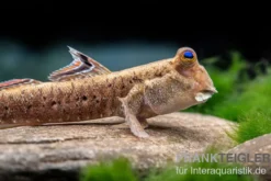 Silberlinien-Schlammspringer, Periophthalmus argentilineatus