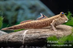 Silberlinien-Schlammspringer, Periophthalmus argentilineatus