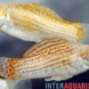 Silbermolly Orange Spot, Poecilia latipinna