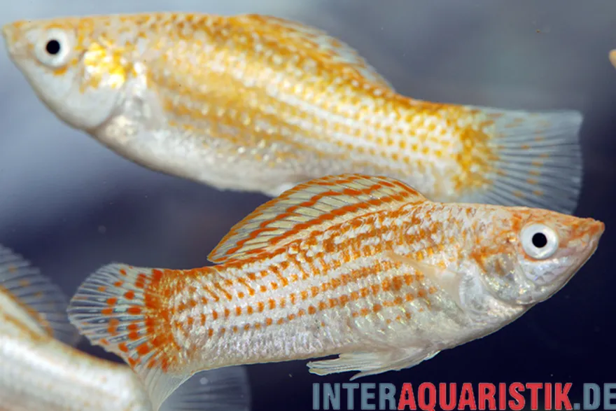 Silbermolly Orange Spot, Poecilia latipinna