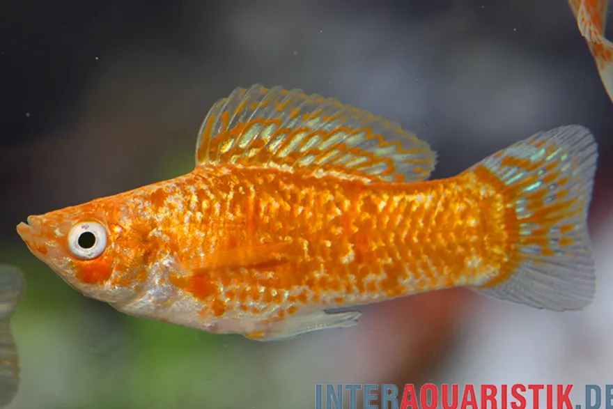 Silbermolly Orange Spot, Poecilia latipinna