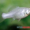 Silbermolly, Poecilia latipinna