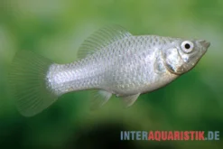 Silbermolly, Poecilia latipinna