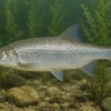 Silberorfe, Leuciscus idus (Kaltwasser), 7-10 cm