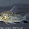 Similis Panzerwels, Corydoras similis