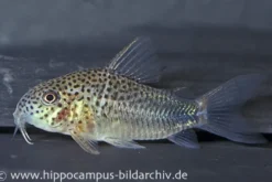 Similis Panzerwels, Corydoras similis