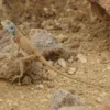 Sinai-Agame, Pseudotrapelus sinatus