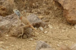 Sinai-Agame, Pseudotrapelus sinatus
